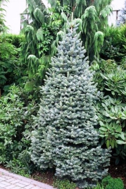 Abies lasiocarpa Compacta: ідеальне дерево для компактних садових композицій.